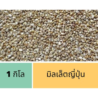 มิลเล็ตญี่ปุ่น แบ่งขายขนาด 1 kg. Japanese Millet