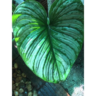 philodendron mamei / siver cloud