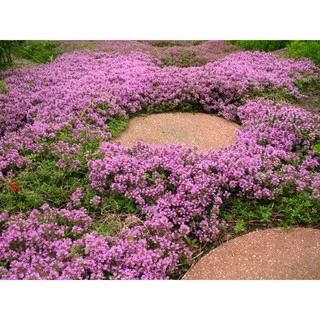 เมล็ดพันธุ์ ไทม์เลื้อย สีม่วง (Creeping Thyme) บรรจุ 20 เมล็ด