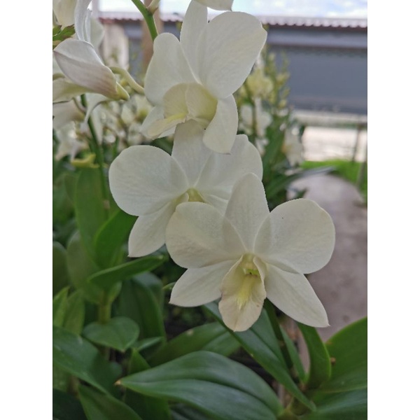 กล้วยไม้หวาย​กระถาง สีขาวขุ่น