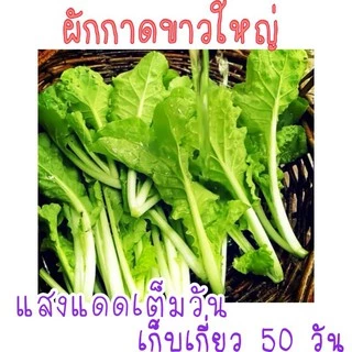 เมล็ด​พันธุ์​ ผักกาดขาวใหญ่​ 500เมล็ด​ ซองซิป