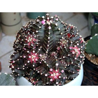 Gymnocalycium mihanovichii  f.rubra 30เมล็ด99