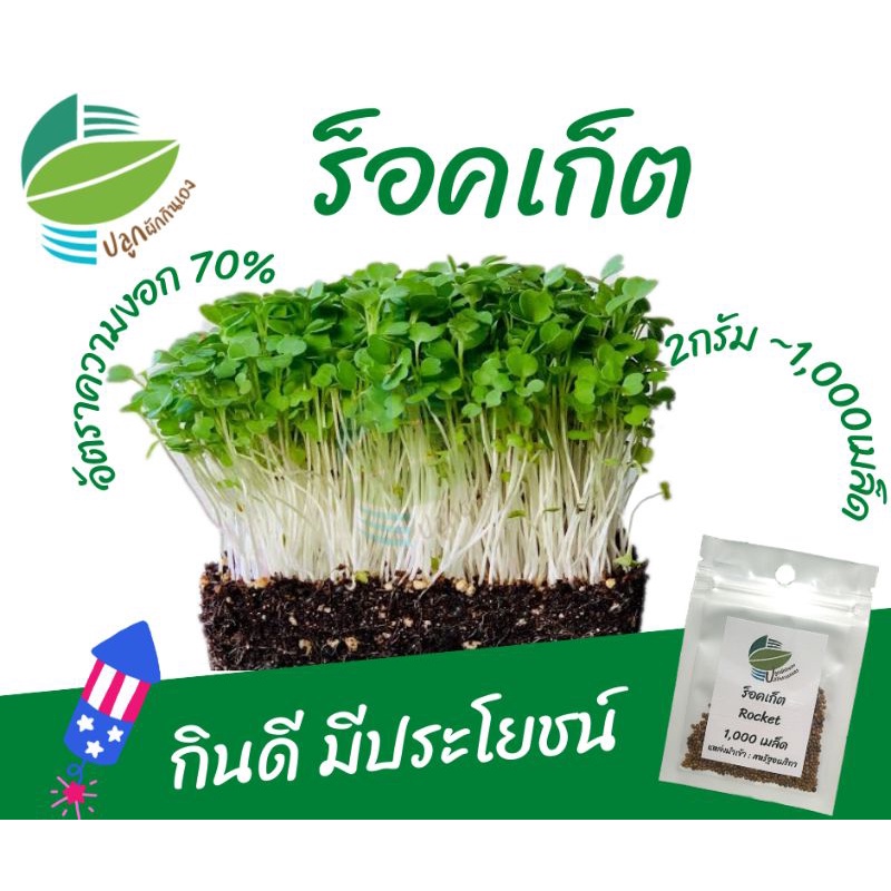 เมล็ด​พันธุ์​ต้นอ่อน ร็อคเก็ต (Rocket Microgreens)​