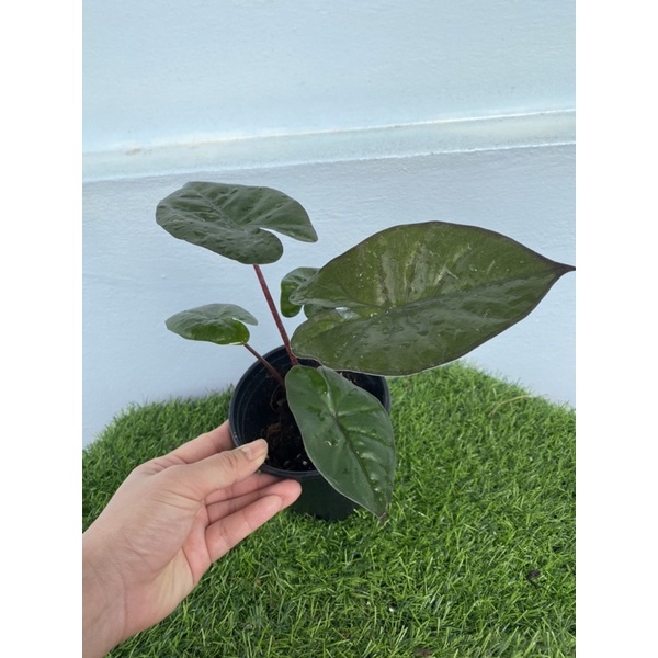 อโลคาเซีย ยูคาตัน ปริ้นเซส (Alocasia yucatan princess)