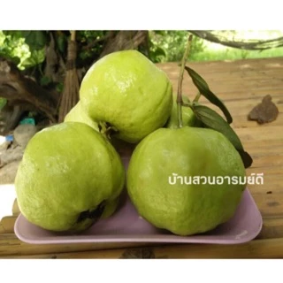 ฝรั่งกิมจู เกรด B 4 kg (ส่งไว) มีใบรับรองมาตรฐาน สด สะอาด หวาน กรอบ อร่อย แคลน้อย สุขภาพดี วิตามิน C สูงงงง