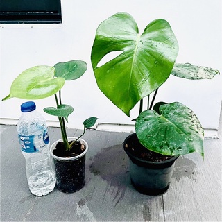 มอนสเตอร่า monstera ไม้ฟอกอากาศ ราคาพิเศษ