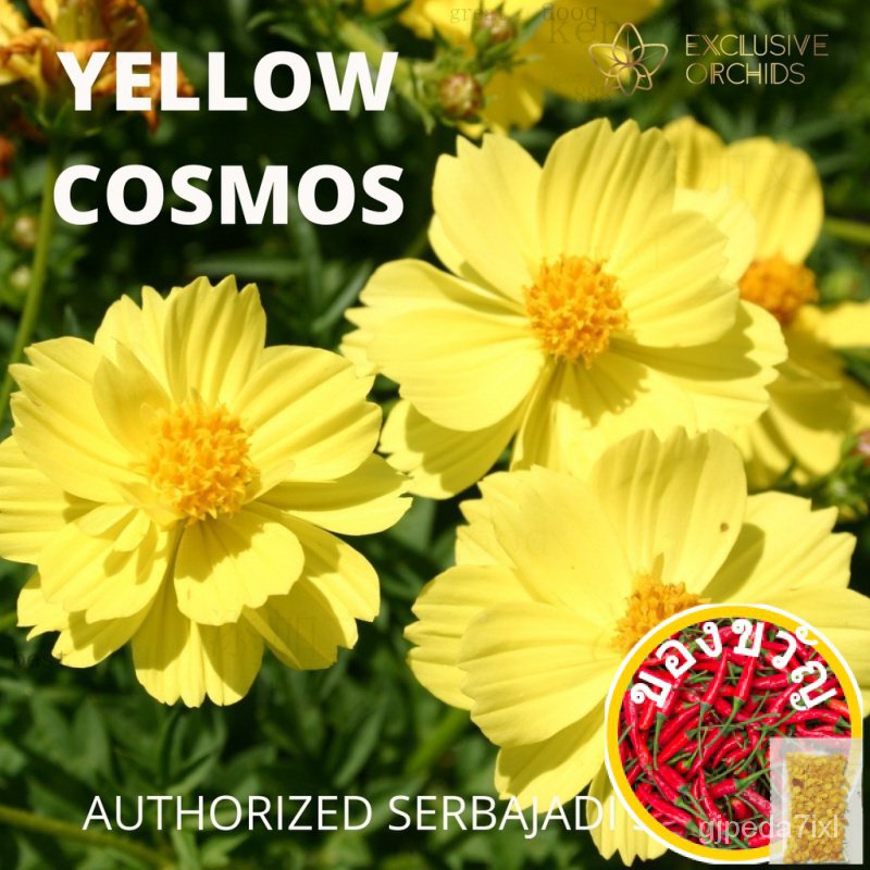 SERBAJADIเมล็ดCosmo Sulphreus (Yellow Cosmos) FS008【SEEDS | FLOWER】เมล็ด/พาสต้า/มะละกอ/กางเกง/เสื้อ/เด็ก/ดอกไม้/สวน/ผักช