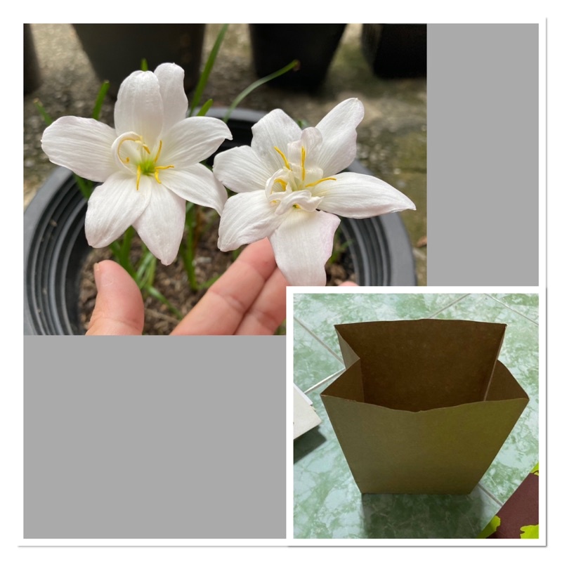 91E.หัวดอกบัวดิน Snow Petal หัวละ 50 บาท ดอกหอม