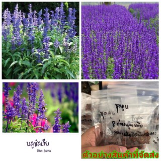 (ขาย เมล็ด ) ต้น ดอก เมล็ด บลูซัลเวีย Blue Salvia เมล็ดพันธุ์ดอกไม้สวยงาม สีม่วง ม่วง