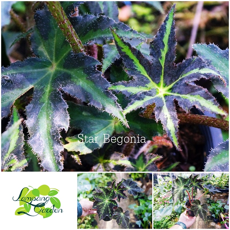 👑ต้นบีโกเนีย Star  Begonia heracleifolia  กระถาง 6 นิ้ว  ไม้กระถาง แต่งสวน👑