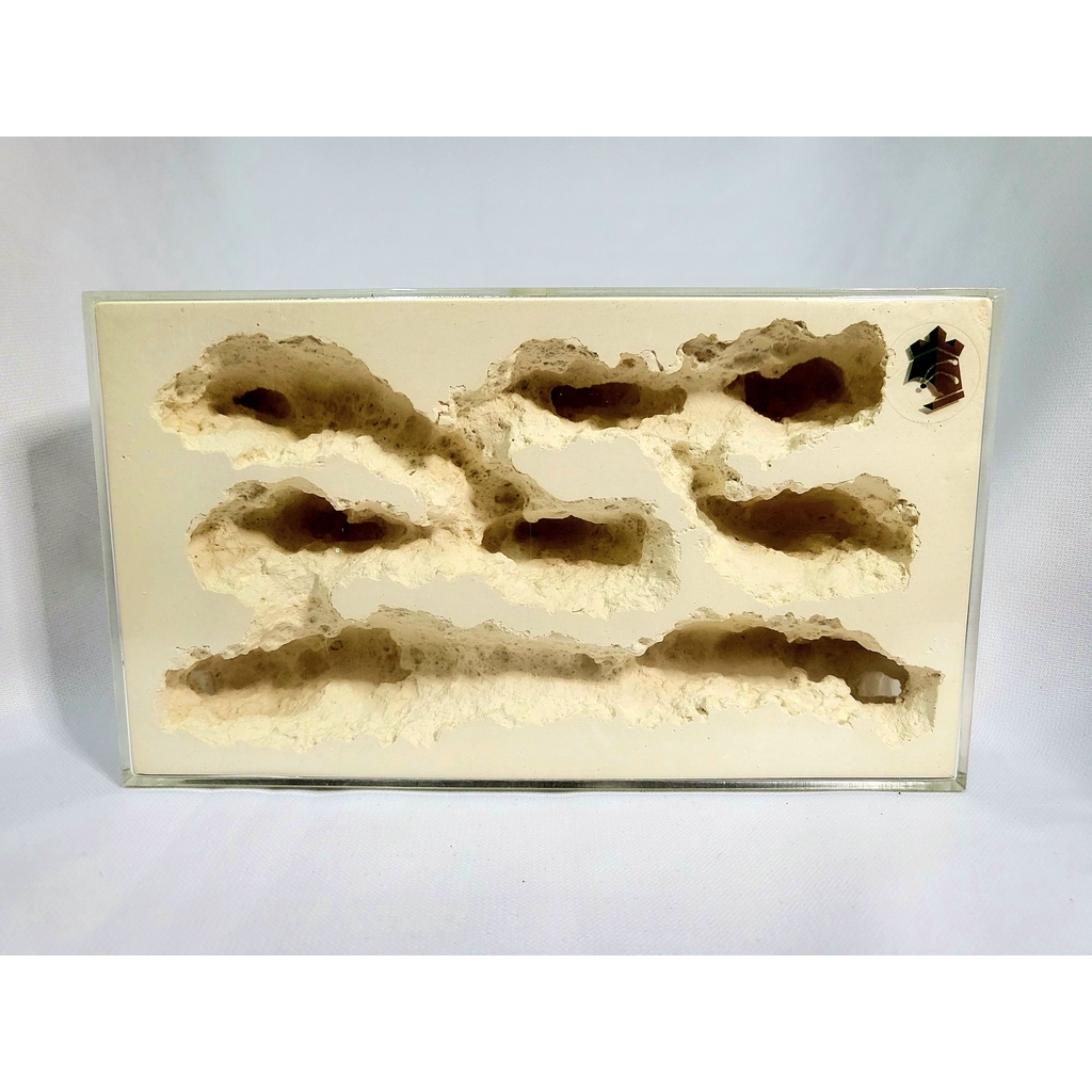 The Cave Formicarium(Medium) - Ant Farm Ant Keeping Ant Cages Ant Formicarium Ant Outworld