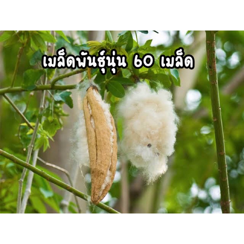 เมล็ดพันธุ์ต้นนุ่น (White silk cotton tree )60 เมล็ด
