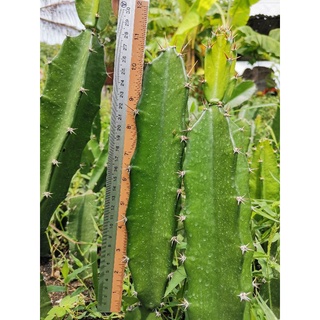 คัดตอคุณภาพดี ตอสามเหลี่ยม​ 10 นิ้ว ตัดสด Cactus แคคตัส กระบองเพชร ราคาถูก​ สามเหลี่ยม​ 3เหลี่ยม ตอ ตลาดตอ ตอกราฟ