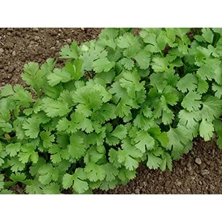 เมล็ด ผักชี ผักพื้นบ้าน เมล็ดผัก ผักสวนครัว ราคาถูก 10 บาท Coriander