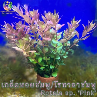 ลด20% โค้ด MTRPDSEP9 | เกล็ดหอยชมพู/โรทาลาชมพู พร้อมกระถาง(Rotala sp. ‘Pink’)💧🌱🐠