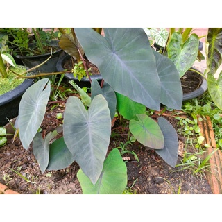 colocasia black magic แบล็คเมจิก บอนดำแบล็คเมจิก  (ไม่ตัดใบ) ส่งพร้อมกระถาง 4 นิ้ว