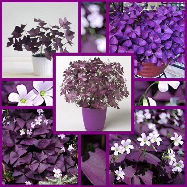 ไม้ประดับผีเสื้อราตรี สีม่วง และสีเขียว​ พืชตระกูล Oxalis