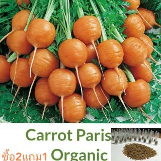 เมล็ดแครอทกลม Parisian Carrot🐇10เมล็ด+/ซอง