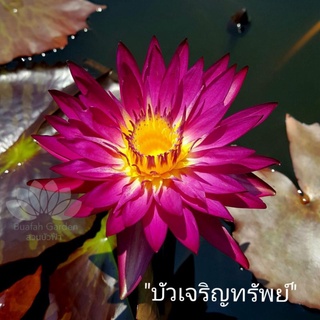 บัว เจริญทรัพย์ (บัวผันสีเข้ม)