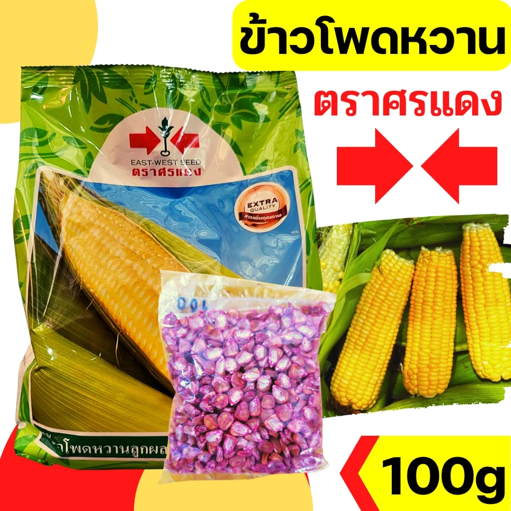 [100gแบ่งบรรจุ] เมล็ดพันธุ์ ศรแดง ข้าวโพดหวาน ข้าวโพด ลูกผสม จัมโบ้สวีท หวาน ปลูกง่าย 1KG EXP 1/69