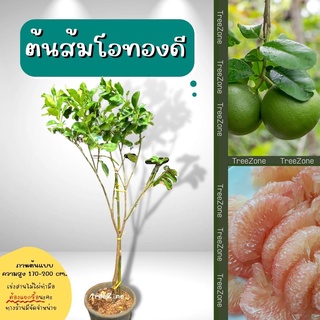 ส้มโอทองดีหรือส้มโอขาวทองดี (ไซซ์ใหญ่) สูง 170-200 cm. (เกรดคัดพรีเมียม ประกันพันธุ์แท้100%)