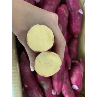 พร้อมส่ง‼️1KG มันหวานญี่ปุ่นสด เบนิฮารุกะปลูกเวียดนาม sweet potato