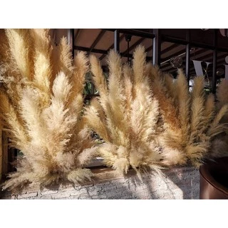 ดอกเลา(1กำได้10ก้าน) ดอกเลาขาวทองธรรมชาติ​ ดอกไม้จริง​ pampas​ ดอกหญ้าแห้ง​ หญ้าแห้ง มี3ไซส์S, M, L