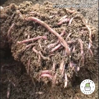 🐛มูลไส้เดือน จากธรรมชาติ แท้ 100% แร่ธาตุสูง แก้ปัญหาดินเค็ม ปรับสมดุลในดิน เนื้อมูลไส้เดือนร่วน ไม่จับตัวเป็นก้อน 1kg🐛