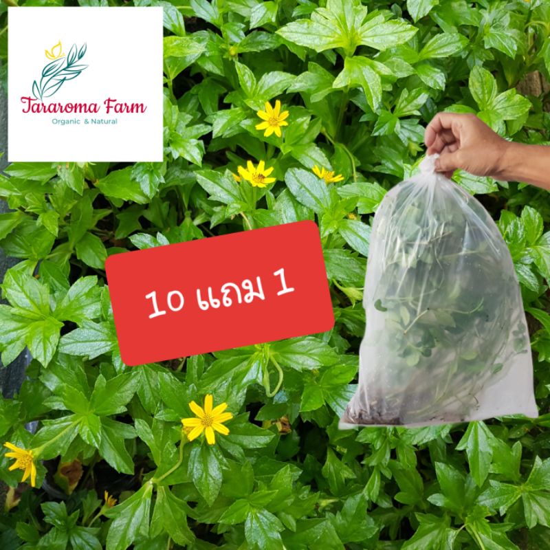 ต้นกระดุมทอง รากเยอะ โตไว พืชคลุมดินจัดสวน ไม้ฟอกอากาศ 10แถม1ส่งแบบล้างราก กระดุมทองเลื้อย ออกดอกทั้งปี สูง 25-30 ซม.