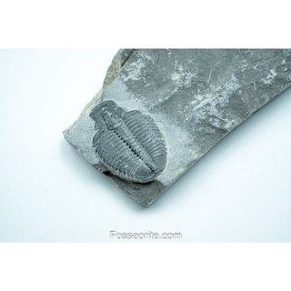 [อายุกว่า 505 ล้านปี!!!] #62 ฟอสซิล ไทรโลไบต์ Elrathia Kingi Trilobite ของแท้ ขนาดเล็ก บน Matrix จาก USA