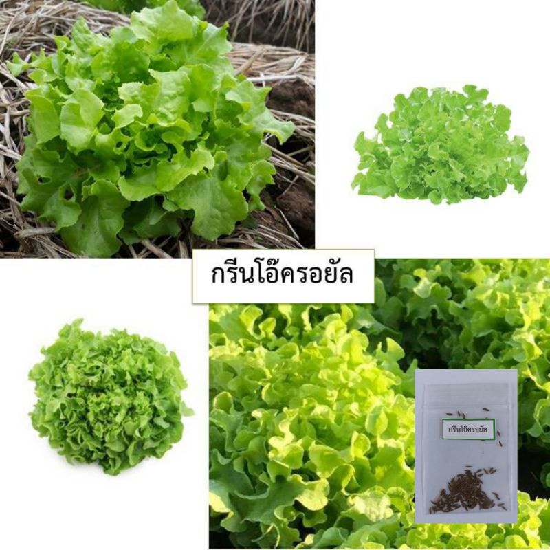 เมล็ดผักสลัดกรีนโอ๊ครอยัล 100 เมล็ด (ซื้อ10แถม1 คละได้)