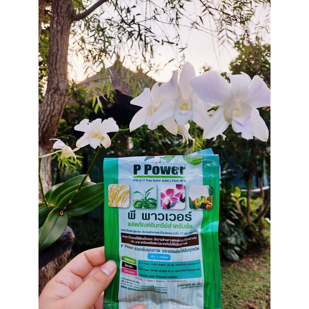 อะมิโนผง โปรตีนสำหรับพืช [พี พาวเวอร์] 50g. เข้มข้น จากยุโรป เร่งดอก ขยายผล เพิ่มผลผลิต ฟื้นต้น - รูปที่ 2