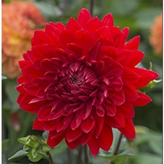 1 หัว/ออเดอร์ รักเร่ Dahlia สายพันธุ์ GARDEN WONDER หัวรักเร่