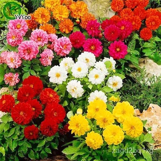 30PC Flower seeds Dahlia Seeds. Beautiful Garden Plants. Rare Authentic Bonsai Dahlia K003生菜/苹果/芹菜/向日葵/园艺/儿童/内裤/母婴/通心菜/木