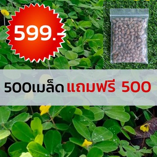 ถั่วบราซิล 1000เมล็ด 599บาท (เมล็ดพันธุ์ถั่วบราซิล )