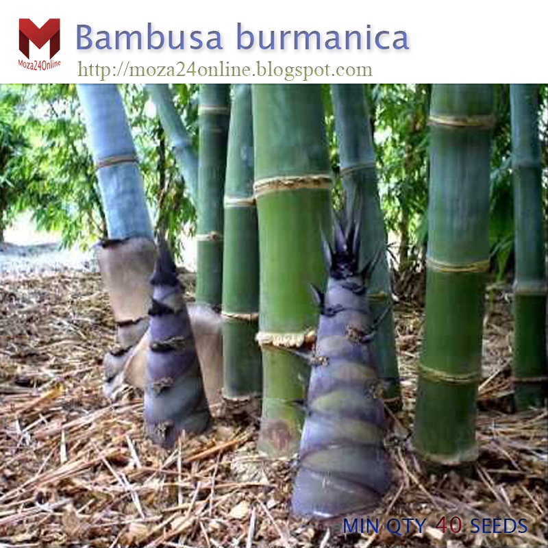 พันธุ์ไผ่บงหวาน Bambusa burmanica หน่อกินสด หวาน กรอบ (40เมล็ด)