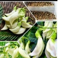 เมล็ดพันธุ์ดอกแคขาว100เม็ด40 บาท