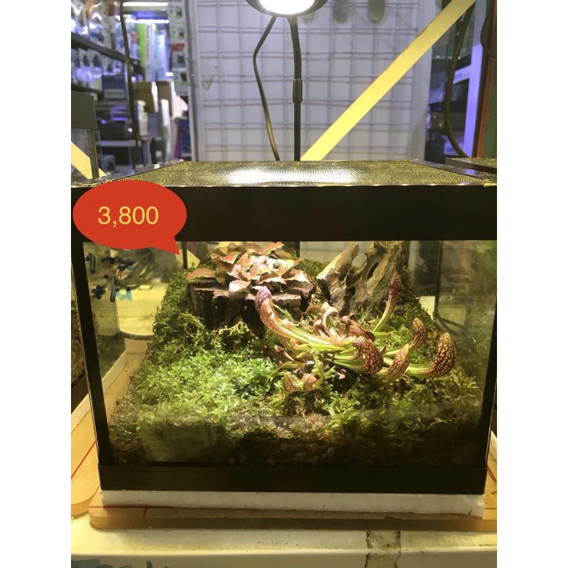 ของขวัญ terrariumสวนชื้นสวนในขวดสวนในตู้