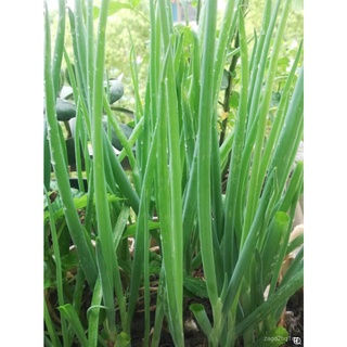 196.Scallion Seeds SetA Free Postal Mail  150x2pcs SetB Standard Mail 150pcs Fr Sgseeds/手链/种子/向日葵/鲜花/母婴/花园/生菜/木瓜/内裤/ OO4