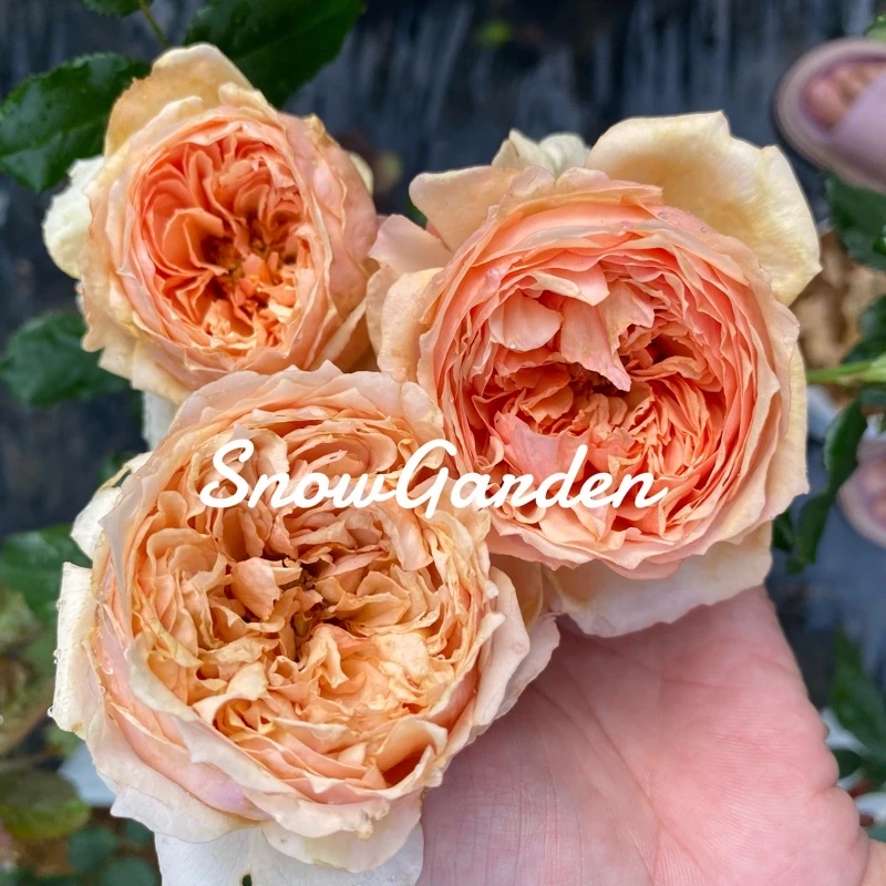 กุหลาบ 🌹 Masora มาโซระ กุหลาบญี่ปุ่น ดอกหอมแรง แบบถุง