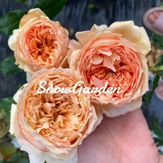กุหลาบ 🌹 Masora มาโซระ กุหลาบญี่ปุ่น ดอกหอมแรง แบบถุง