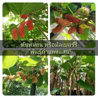 ต้นหม่อน กิ่งหม่อน มัลเบอร์รี่ พันธุ์กำแพงแสน