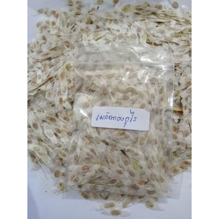 เมล็ดทองอุไร ไม้ดอกสีเหลืองเต็มต้น 1ชุดมี 500เมล็ด ส่งฟรี
