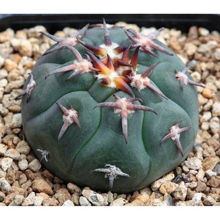 gymnocalycium spegazzinii 30เมล็ด.-99