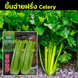 [ 1500+เมล็ด] เมล็ดพันธุ์ เซเลอรี่ Celery ขึ้นฉ่ายฝรั่ง คื่นฉ่ายฝรั่ง เมล็ดขึ้นฉ่ายฝรั่ง เมล็ดนำเข้า