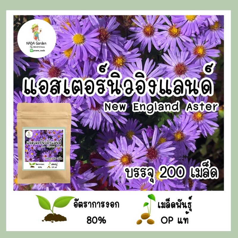 เมล็ดพันธุ์ แอสเตอร์นิวอิงแลนด์ 200 เมล็ด (New England Aster) เมล็ดพันธุ์ OP แท้