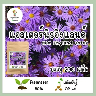 เมล็ดพันธุ์ แอสเตอร์นิวอิงแลนด์ 200 เมล็ด  (New England Aster) เมล็ดพันธุ์ OP แท้