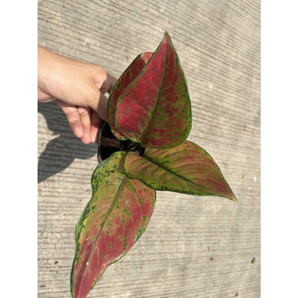 มุมมอง 2