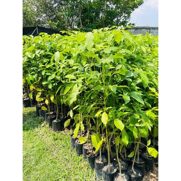 ต้นชมพูพันธุ์ทิพย์ สูง80-100ซม.(ได้ชื่อว่าต้นซากุระเมืองไทย🌸) - รูปที่ 4