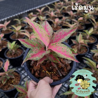 อโกลนีมา เรดมูน/เร้ดมูน Aglaonema "Red Moon" 5-7ใบ กระถาง 5"